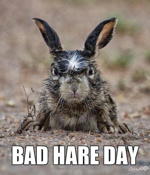 bad-hare-day