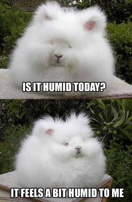 humidity-hair
